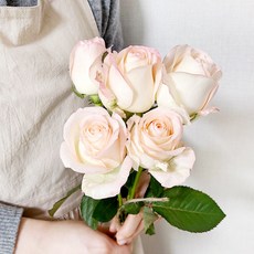 코코도르팜 생화 장미 하젤 5대, 연핑크