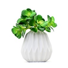 Garden in the City Succulents 多肉植物精選 5P, 混色, 1個