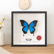 마리조아 나비 말린 꽃 DIY 조개 껍데기 장식 프레임 액자, 1개, 차콜 블랙