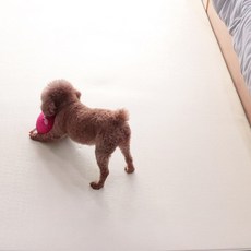 딩동펫 반려동물 미끄럼방지 롤매트, 크림 베이지, 1개
