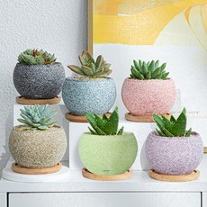 Market Plan 馬卡龍多肉植物迷你花盆6件組, 混合色, 1套