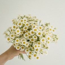 플라우스302 조화 마가렛 데이지 부케, 화이트, 2개