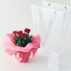 농업회사법인 주식회사 코코도르팜 생화 카네이션 화분 레드 어버이날 스승의날 선물 + 메세지카드 세트 + 쇼핑백, 혼합색상, 1세트