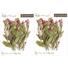 checkstory 野花莖壓20p, 粉紅色的性質