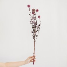 GAPANG 乾花DRYB217, 05紫