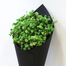 ROMANTIC NOVEMBER 永生乾燥花迷你滿天星花束 黑色, 滿天星 淺綠色