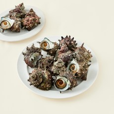 제주 산지직송 생물 뿔소라, 2kg(12~17마리), 1개