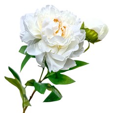 FLORAL M 最高級的浪漫公主芍藥仿真花材, 奶油白, 1件