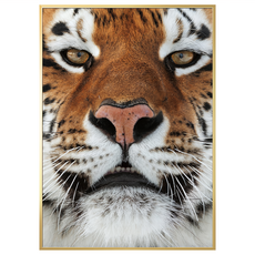 BOLUO GALLERY 菠蘿選畫所 銳眼 西伯利亞虎 ANSS4621G 掛畫, 59.4 x 42cm, 金色