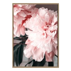 花開富貴 牡丹I, 金色