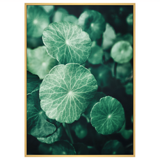 菠蘿選畫所 圓圓熱帶植趣 BFLE3419D 掛畫 40 x 30cm 木色框 熱帶植物掛畫, 木色