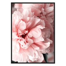 花開富貴 牡丹II, 70 x 50cm, 黑色