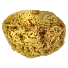 希臘海綿 CO665 粗質, 6-6.5吋, 天然海綿, 1個