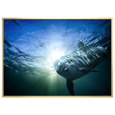 菠蘿選畫所 好奇的海豚掛畫 40 x 30cm 海洋風裝飾畫, 金色