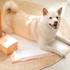 KUKU 寵物尿布墊/超速吸尿布墊 橘底, 100片, 1包