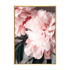 有框畫 花開富貴 牡丹I, 牡丹 粉色