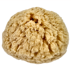 希臘海綿 CO555粗質 5-5.5吋, 1個