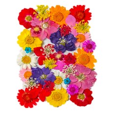 A-ONE 匯旺 真花壓花 14.5 x 10.5 CM, 波波里花園