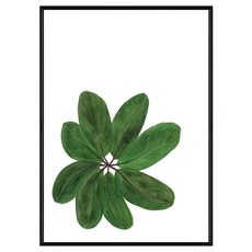 BOLUO GALLERY 菠蘿選畫所 植栽生活 闊葉 BFWP4605B, 黑色