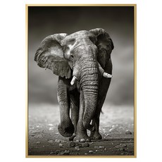 菠蘿選畫所 象 古老智慧 ANSS4612G 掛畫 59.4 x 42cm 畫框, 金色