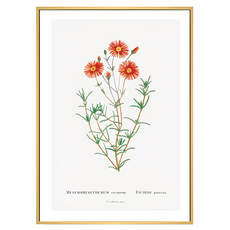 菠蘿選畫所 多肉花譜I 掛畫 40 x 30cm 木色框 - 居家裝飾藝術品, 木色