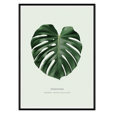 欣欣向榮 龜背竹, 黑色