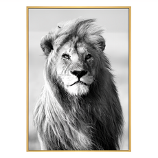 凝視 雄獅, 木色