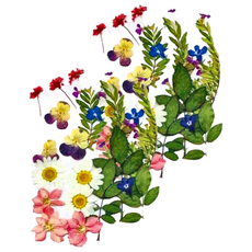 A-ONE 匯旺 真花壓花, 花包+珮花諸草, 2入, 尺寸14.5 x 10.5 CM, 琪花瑤草