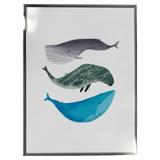 白日夢小鯨魚, 黑色