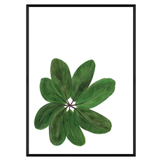 BOLUO GALLERY 菠蘿選畫所 植栽生活 闊葉 掛畫 BFWP3405B, 黑色