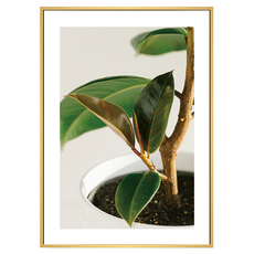 BOLUO GALLERY 菠蘿選畫所 青翠碧綠橡皮樹II BFLE3433D, 木色