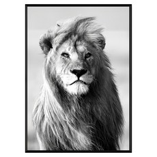 凝視 雄獅, 黑色