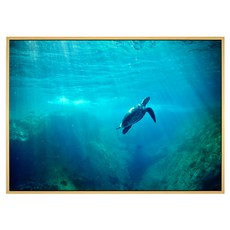 Boluo 菠蘿選畫所 掛畫 海洋世界 海龜 59.4 x 42cm 框, 木色