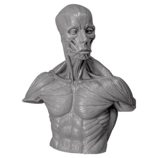 北星文化 片桐裕司21公分半胸像人體解剖模型，Soft Vinyl材質，精準呈現肌肉結構，藝術創作教學適用