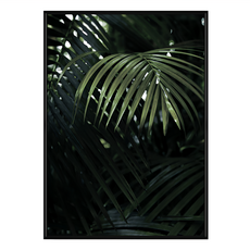 熱帶叢林畫框, 黑色