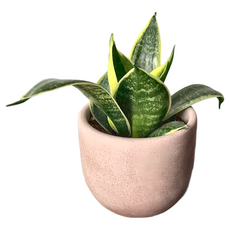 特大圓柱水泥盆, 莫蘭迪紅色, 1個