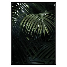 熱帶叢林, 黑色