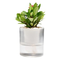 懶人園藝植物吸水花盆, 透明色, 1個