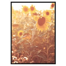 菠蘿選畫所 徜徉花海 向日葵II 藝術掛畫 59.4 x 42cm 畫框, 黑色