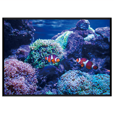BOLUO GALLERY 菠蘿選畫所 掛畫 海底世界 小丑魚 ANSL3409B, 黑色