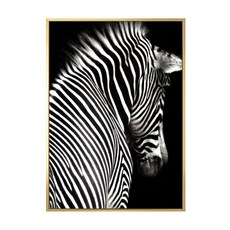 斑馬II，黑白斑馬照片藝術掛畫, 40 x 30cm, 金色