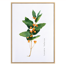 忍冬果實掛畫, 木色