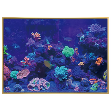 菠蘿選畫所 海底世界異彩珊瑚掛畫 59.4 x 42cm 畫框 ANSL4608G, 金色