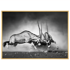 Boluo 菠蘿選畫所 生存法則 ANSS3416D 40 x 30cm 框動物掛畫, 木色