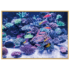 BOLUO GALLERY 菠蘿選畫所 海底世界 魚群環抱 ANSL3410D 掛畫, 木色
