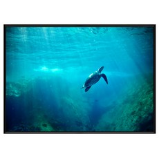 BOLUO GALLERY 菠蘿選畫所 掛畫 海洋世界 海龜 ANSL3402B, 40 x 30cm, 黑色