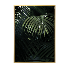 熱帶叢林, 金色