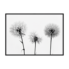 純淨的約定 蒲公英, 黑框