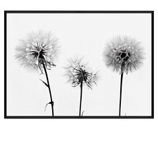 純淨的約定 蒲公英 畫, 黑色