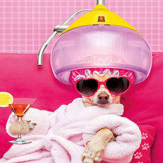 24mama 掛畫 單聯式 動物 狗 滑稽 雞尾酒 沙龍 無框畫 50 x 50cm 吉娃娃